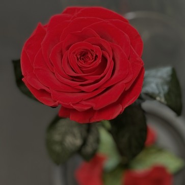 Composition in Glass Beauty Rose Red "Вечна Роза"