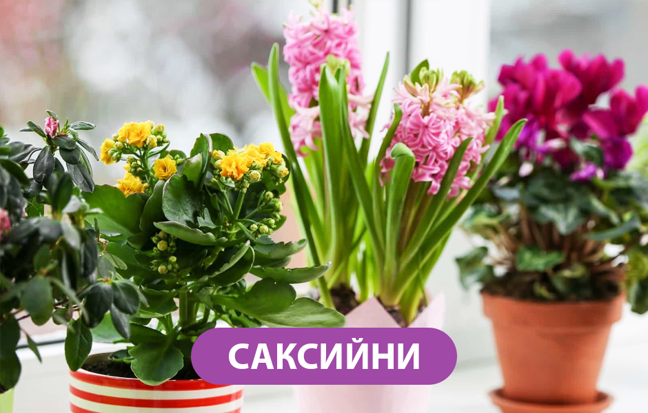 Топ 12 причудливи и редки растения от целия свят, които привличат вниманието със своя нестандартен вид